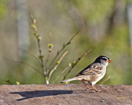 White crowned Sparrow